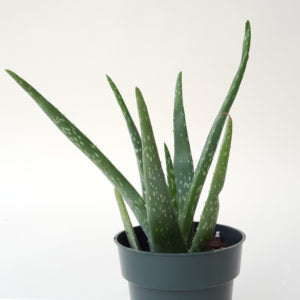Aloe