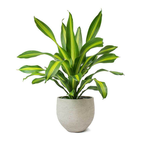 Dracaena fragrans