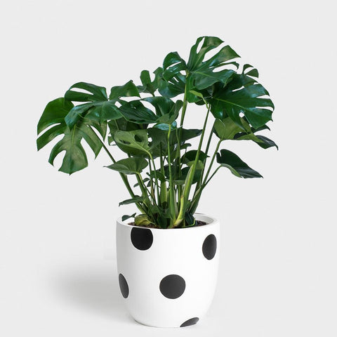 Monstera